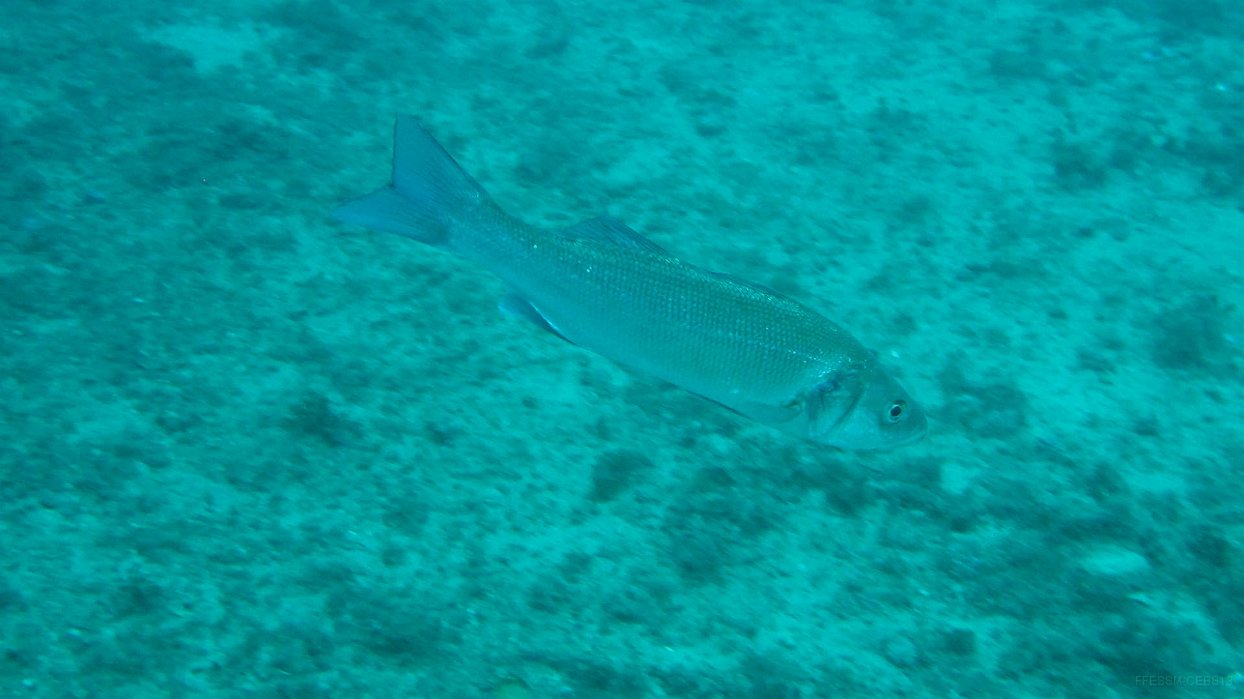 080 Loup (Dicentrarchus labrax).JPG - Loup (Dicentrarchus labrax) : Peut être confondu avec un mulet, mais a un corps plus allongé, une tête plus pointue et des écailles plus petites